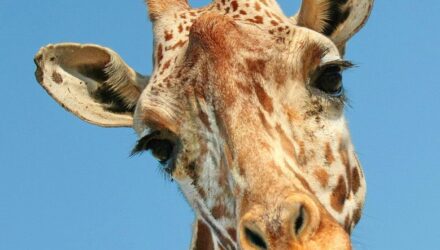 Język żyrafy i szakala – czyli o komunikacji budującej mosty :)